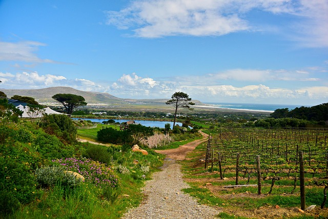 Free Vines Vineyard photo and picture