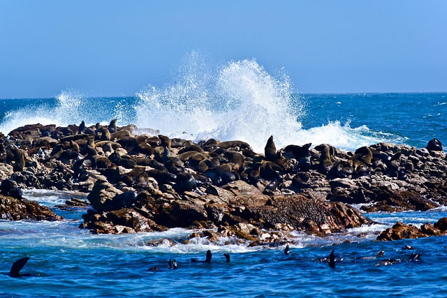 Free Seals Ocean photo and picture