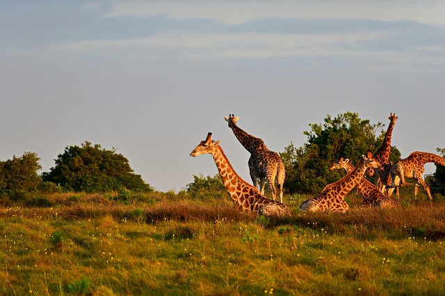 Free Giraffes Spotted photo and picture