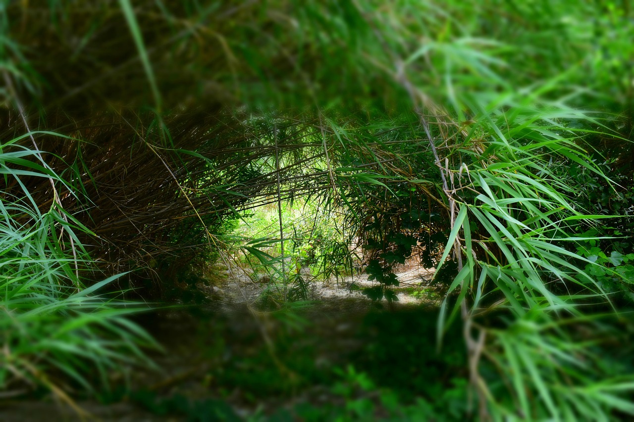 Pixabay Pixabay Pixabay Pixabay