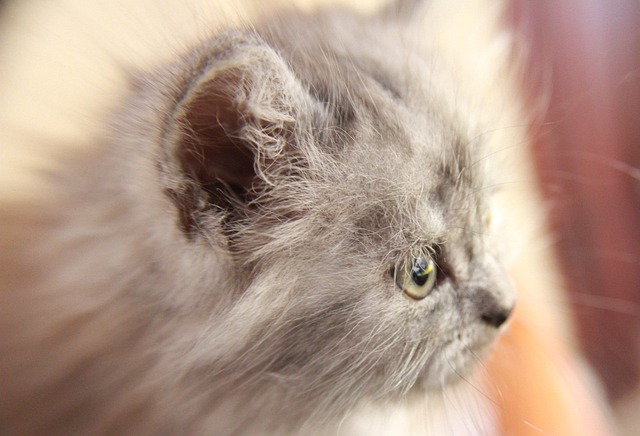 Katze, Persisch, Haustiere, Kätzchen