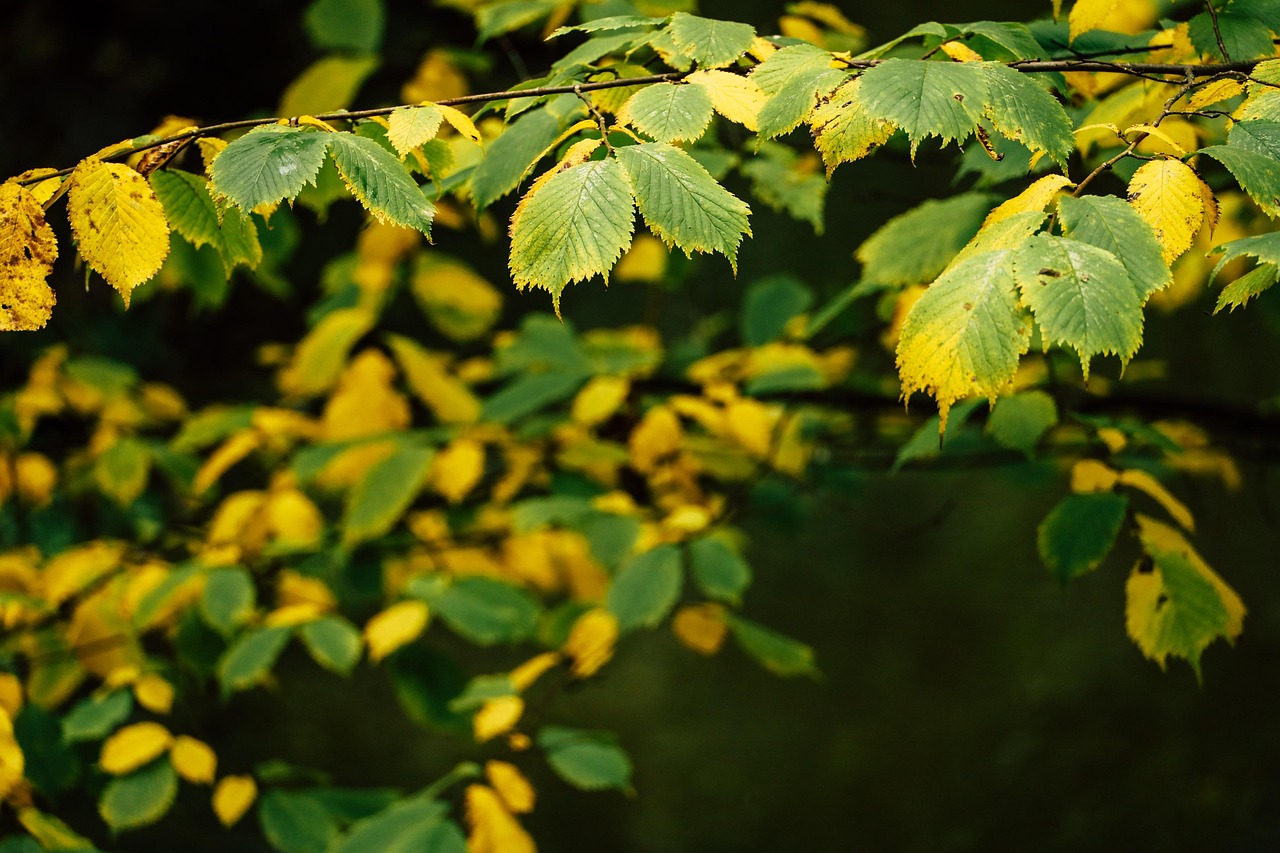Folhas Folhagem Árvore Foto gratuita no