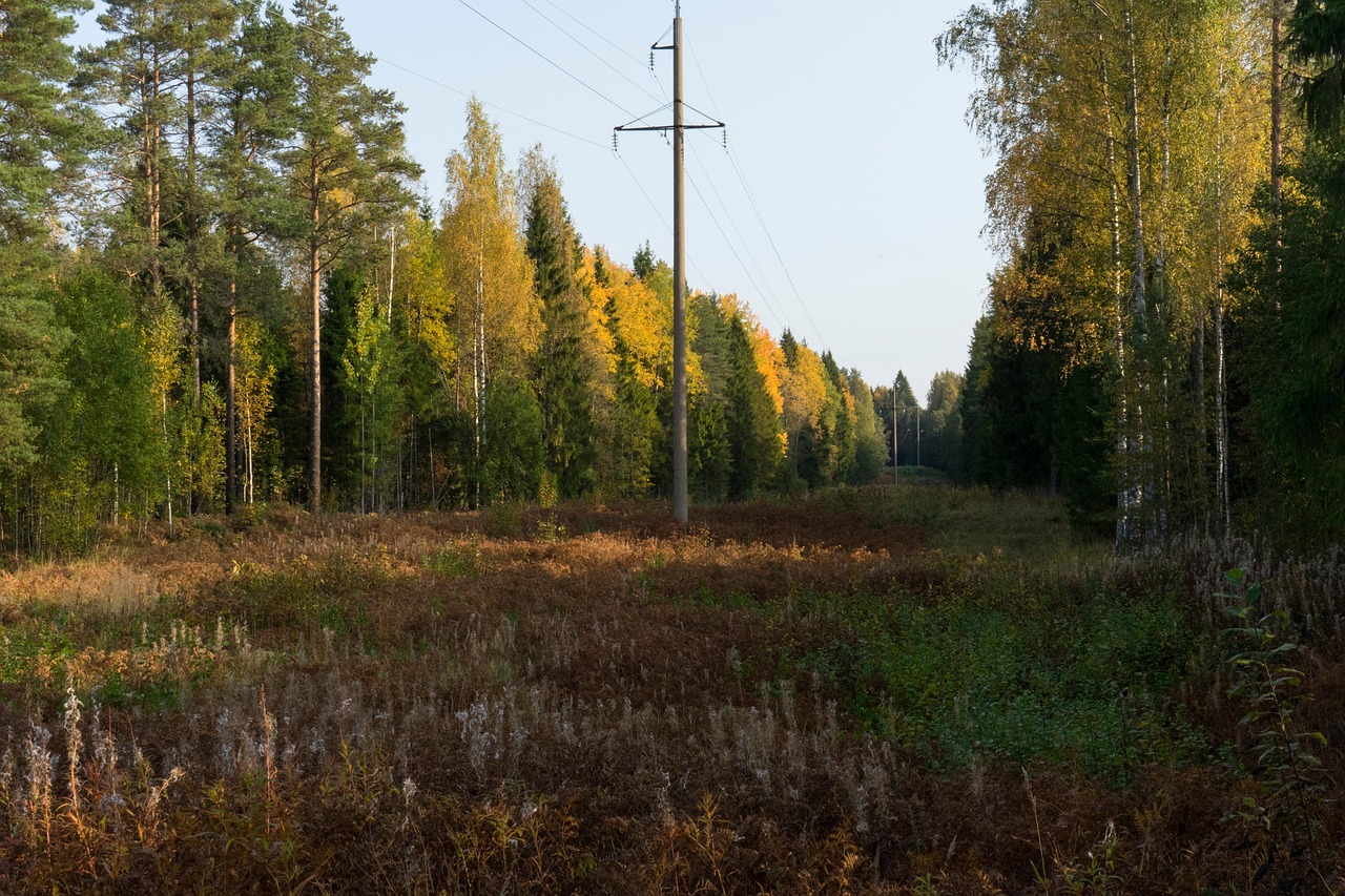 Power Lines Trees Forest Free photo on Pixabay Pixabay