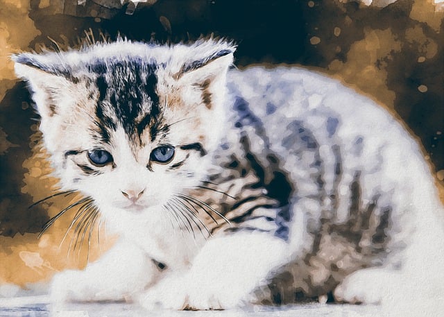 Free cat kitten pet illustration
