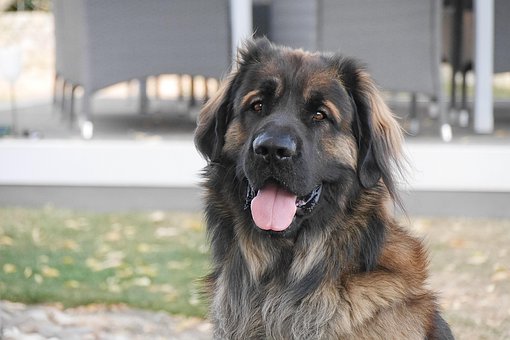 Free Dog Leonberger photo and picture
