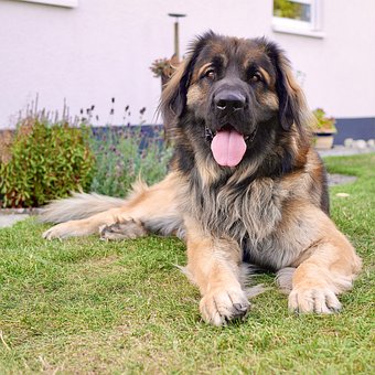 Free Leonberger Dog photo and picture