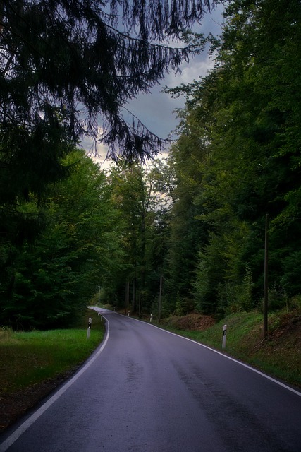 Free Fall Forest photo and picture