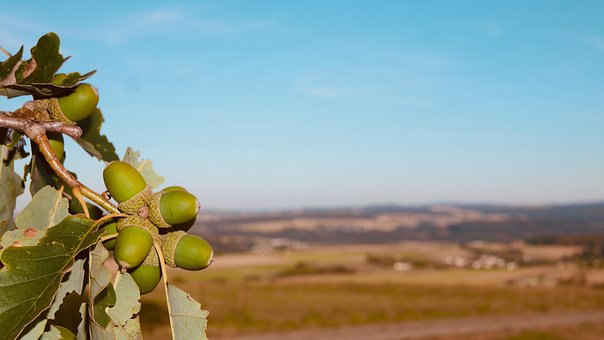 Free Acorn Nut photo and picture
