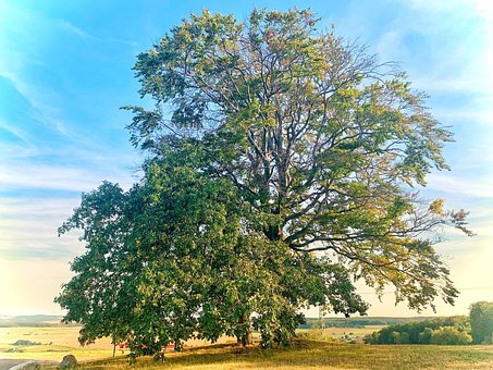 Free Tree Meadow photo and picture