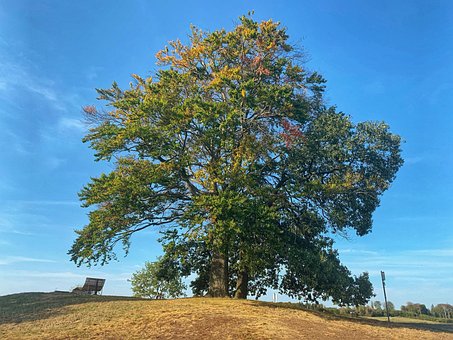 Free Hot Trees Middle Rhine photo and picture