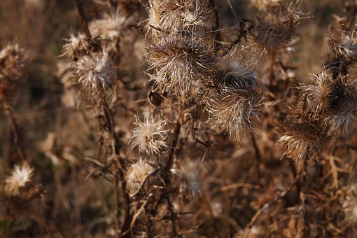Free Thistle Late Summer photo and picture