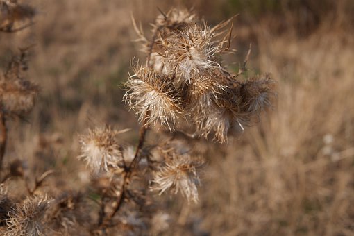 Free Dry Flowers Withered photo and picture