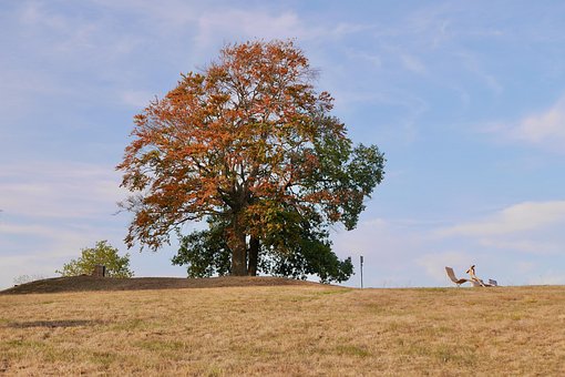 Free Tree Meadow photo and picture