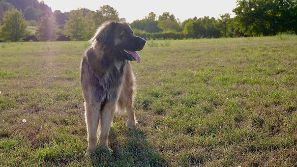 Free Leonberger Dog photo and picture