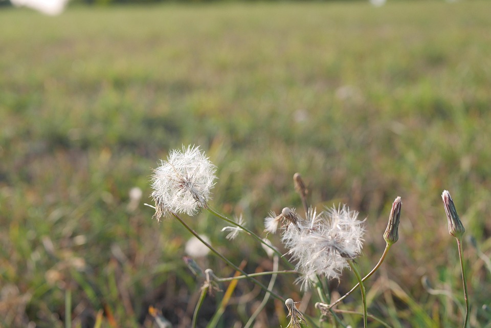 蒲公英 夏末 飞行的种子 - Pixabay上的免费照片 - Pixabay