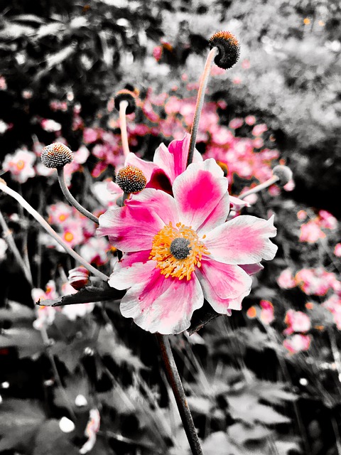 Free Anemone Autumn Anemone photo and picture