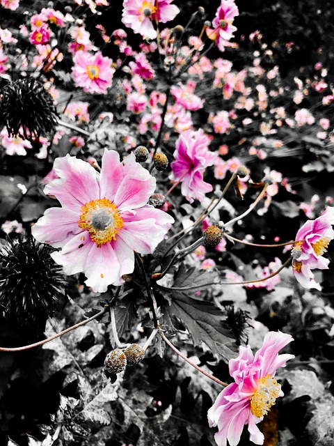 Free Anemone Autumn Anemone photo and picture