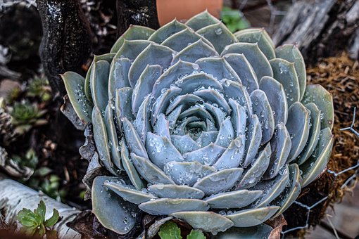 Free Succulent Plant photo and picture