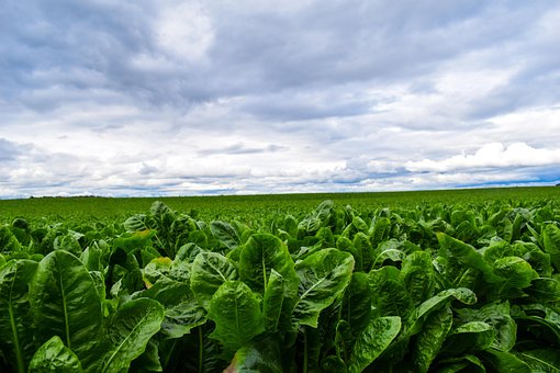 Free Lettuce Vegetables photo and picture