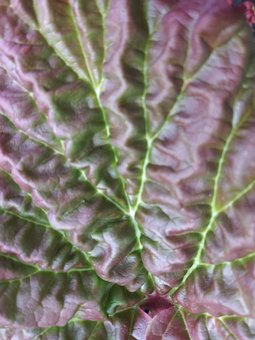 Free Leaf Rhubarb photo and picture