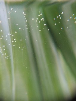 Free Abstract Green photo and picture