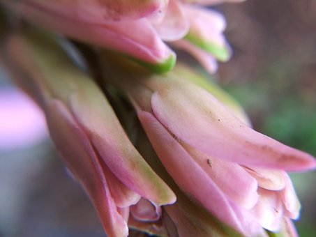 Free Flower Buds photo and picture