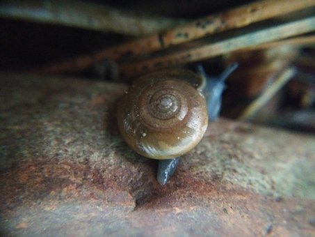 Free Snail Rock photo and picture