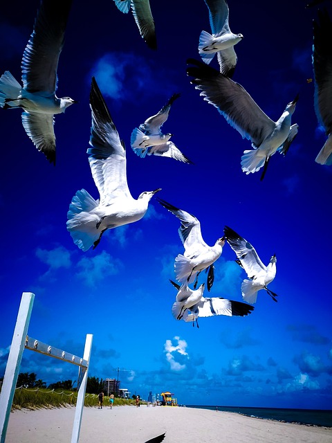 Siegel, Miami, Vögel, Strand