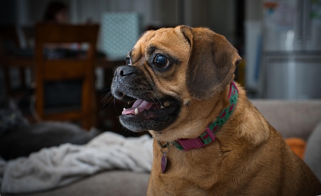 puggle f3