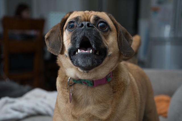 puggle f3