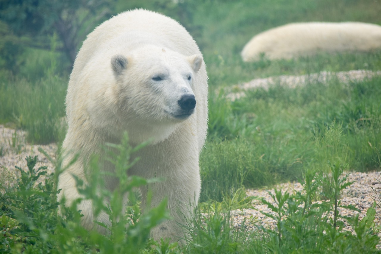 Polar Bear - Free photo on Pixabay - Pixabay