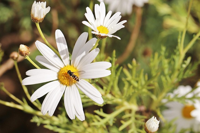 Free Hoverfly Flowers photo and picture