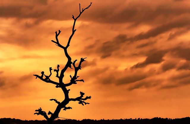 Free Tree Silhouette photo and picture