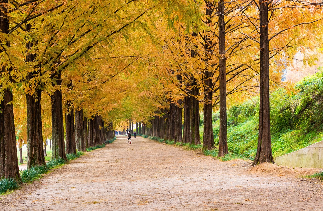 damyang-metasequoia-autumn-free-photo-on-pixabay-pixabay
