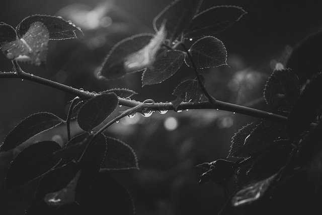 Free Leaves Foliage photo and picture