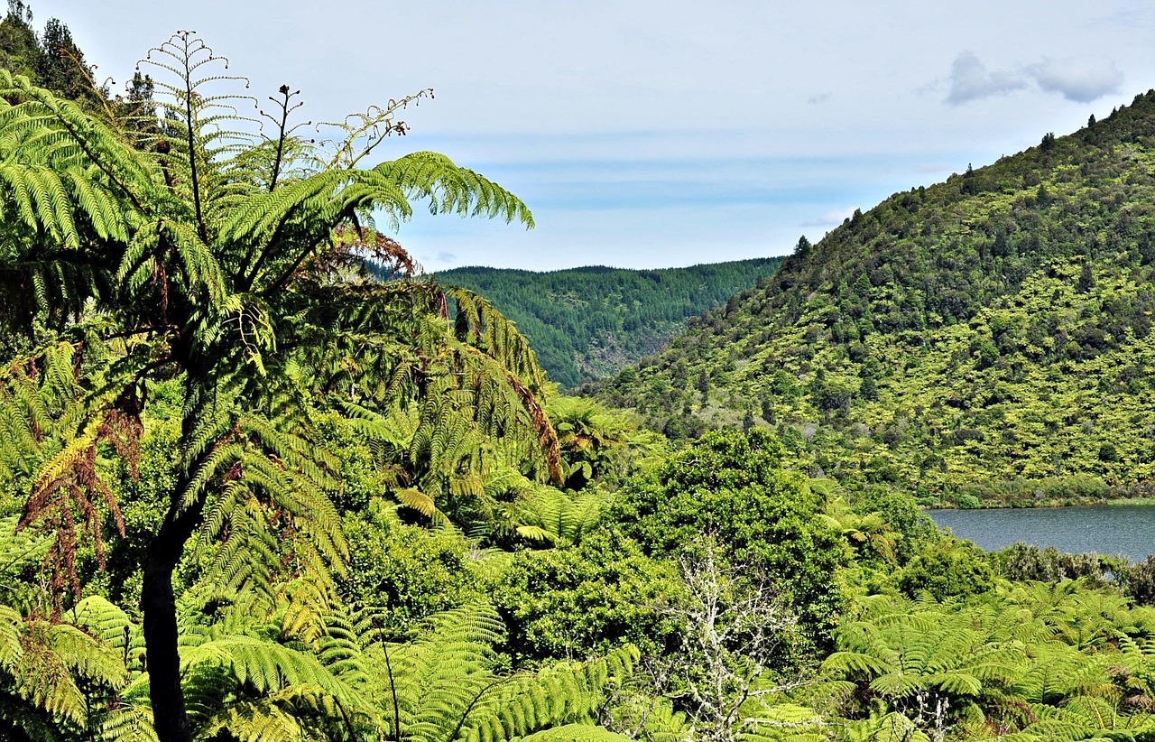 New Zealand North Island Northern - Free photo on Pixabay - Pixabay