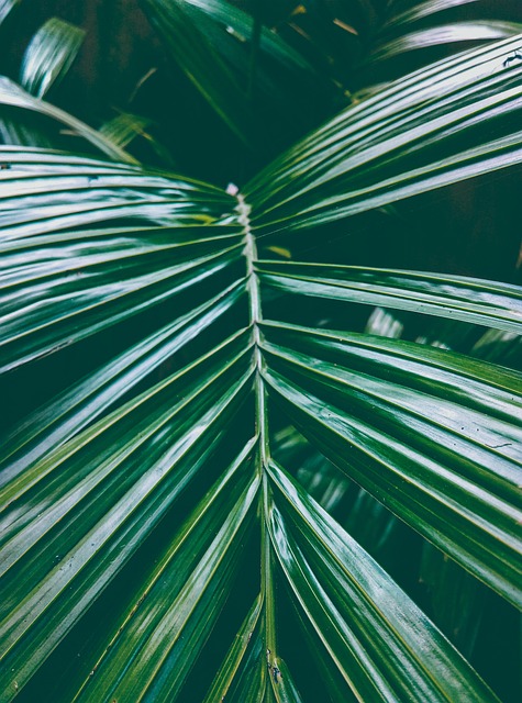 Free Leaf Moody Green photo and picture