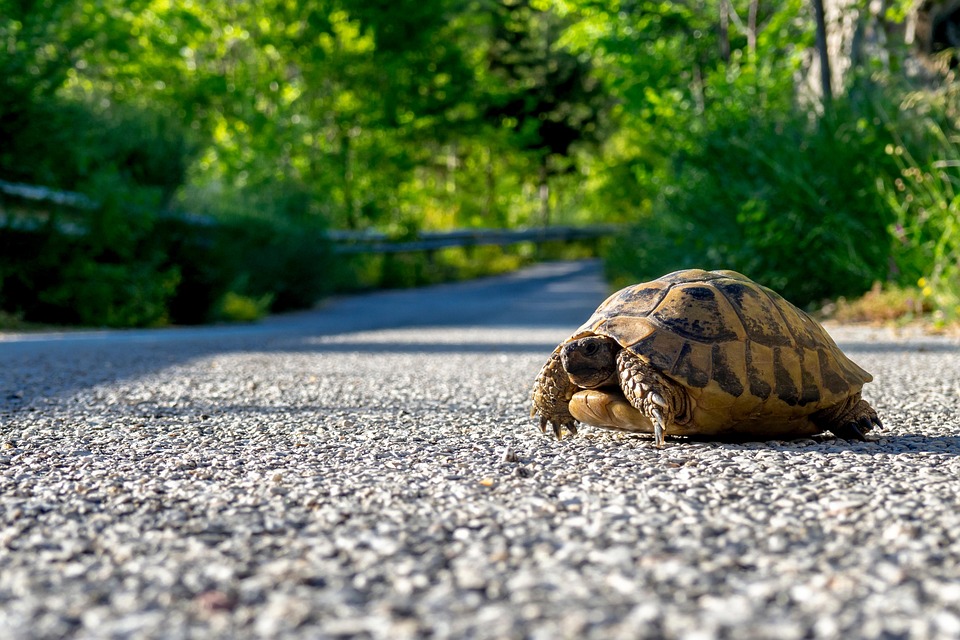 Street Turtle Shell Turtle Shell Road - Free photo on Pixabay - Pixabay