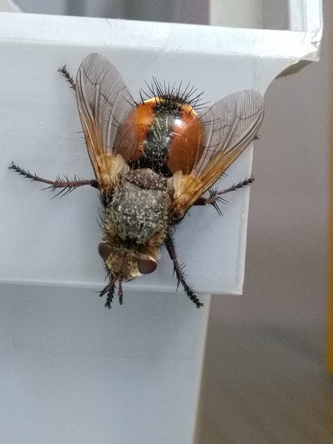 Free Fly Orange photo and picture