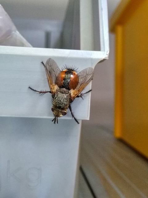 Free Fly Orange photo and picture