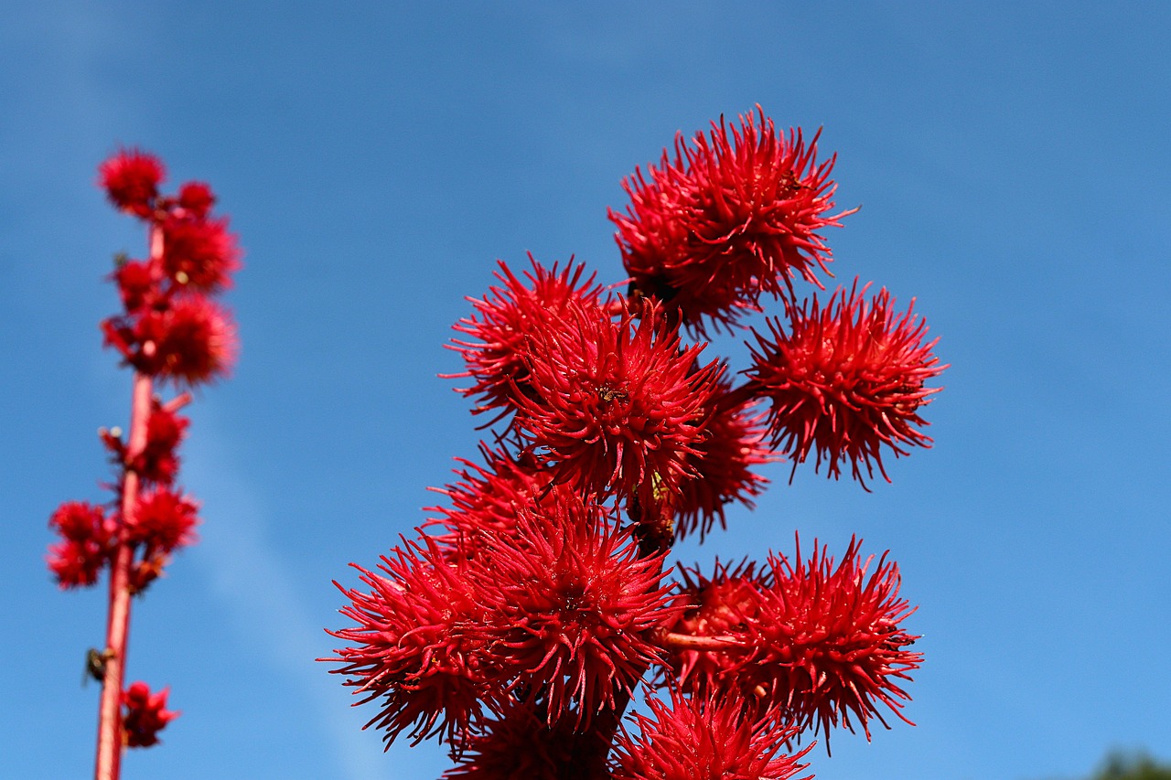 Castor Fruit Plants Red Free photo on Pixabay Pixabay