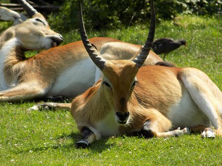 Free Antelope Kudu photo and picture