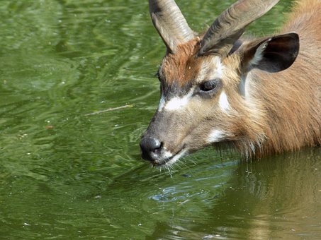 Free Antelope Kudu photo and picture