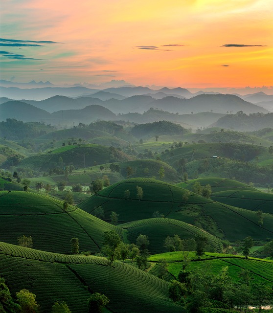 Free Hills Paddies photo and picture