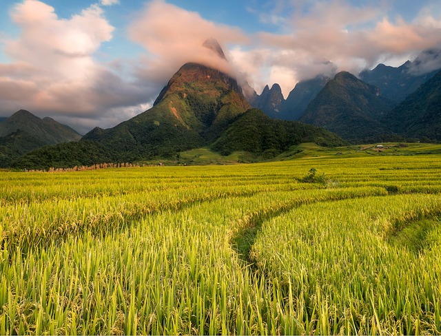 Free Rice Fields Paddies photo and picture