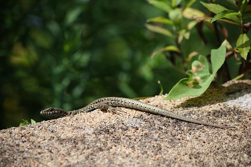 Free Lizard Reptile photo and picture