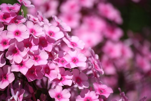 Free Flowers Inflorescence photo and picture
