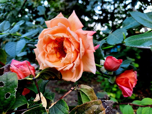 Free Flowers Rose photo and picture