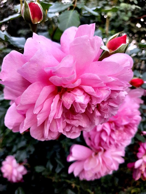 Free Flowers Rose photo and picture