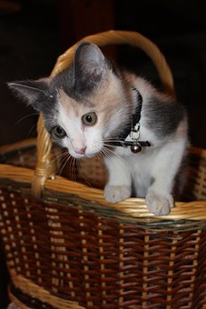 Free Cat Kitten photo and picture